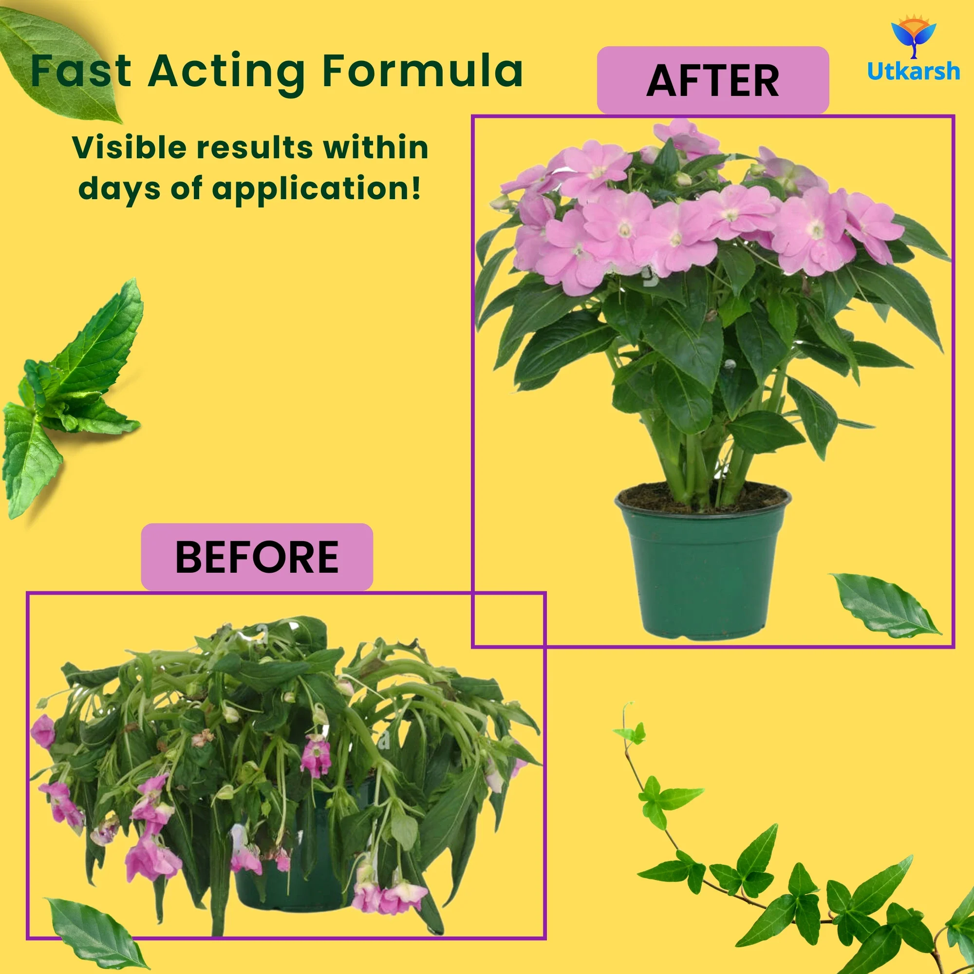 Plant Boost - Liquid Bio Fertilizer, Organic Growth Booster for Faster, Healthier Home Garden Plants, Ideal for Vegetables, Flowers, Herbs & Promotes Healthy Roots (Pack of 3 of 50 ml) - Image 5