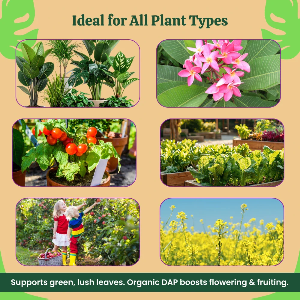 Organic DAP Fertilizer for Plants, Home & Garden - 100% Water Soluble Granules, Bio DAP Fertilizers & Manure for Plants Growth | Improves Flowering, Fruiting & Vegetables - Image 7