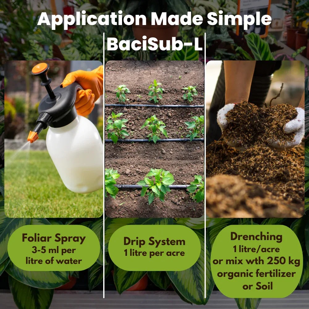 Bacillus Subtilis - Liquid Biofungicide for Plants | Beneficial Microbes for Root Zone & Soil | Helps Protect from Fungal Diseases | For Home Garden, Terrace & Farms | BaciSub-L - Image 5