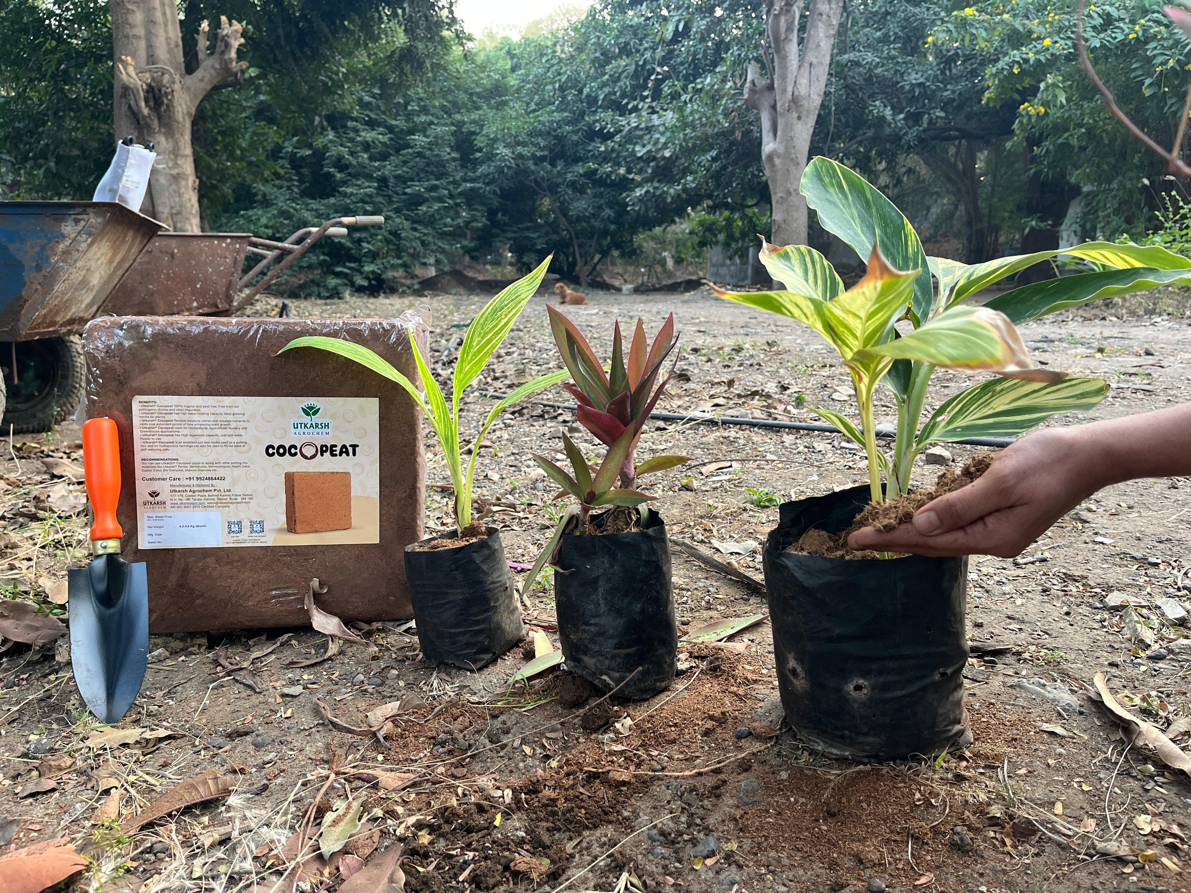 Cocopeat Block 4.4 Kg – Expands up to 75 litres of Cocopeat Powder for Growing Flowers, Vegetables & Herbs, Seedling, Hydroponic and Home Gardening - Image 3