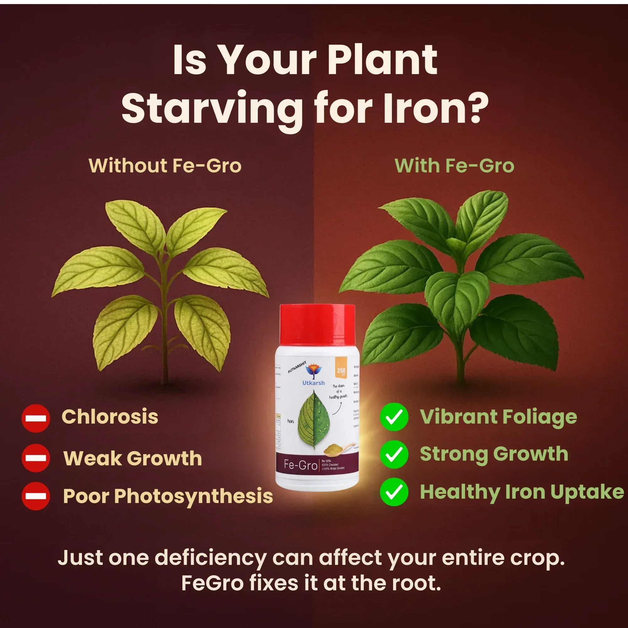 Iron - 12% EDTA Chelated for Plants, 100% Water Soluble Fertilizers, Micronutrients for Vegetables, Fruits, Flowers & Home Garden, Corrects Iron Deficiency | FeGro - Image 4