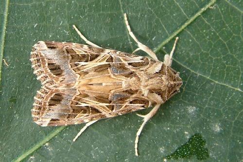 Funnel Trap - Image 5