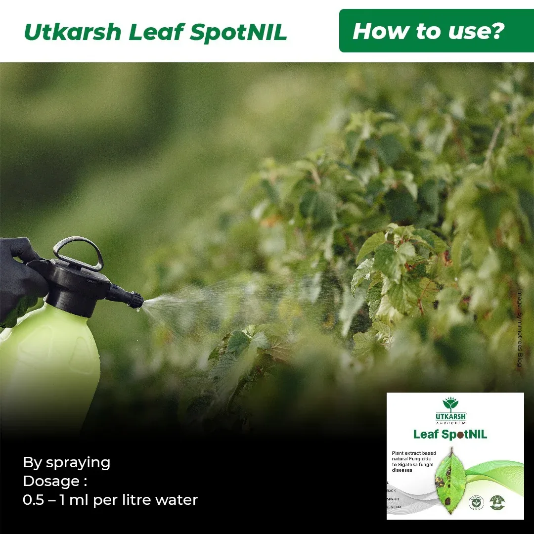 LeafspotNIL - Plant Extract-Based Natural Fungicide - Image 3