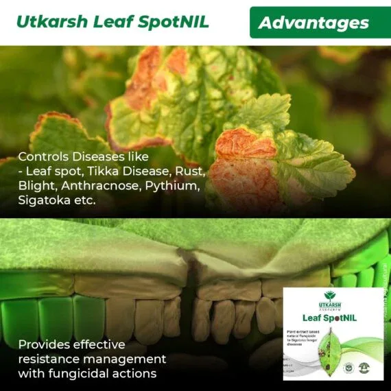 LeafspotNIL - Plant Extract-Based Natural Fungicide - Image 4