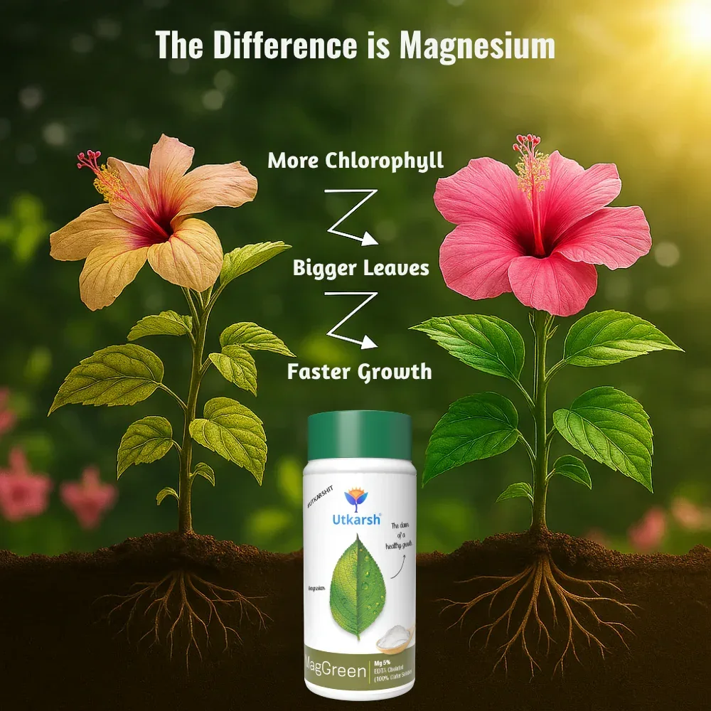 Magnesium - 5% EDTA Chelated Micronutrient, 100% Water Soluble Fertilizers for Plants, Growth Booster for Healthy Green Plants, Crops, Home Garden | MagGreen - Image 3