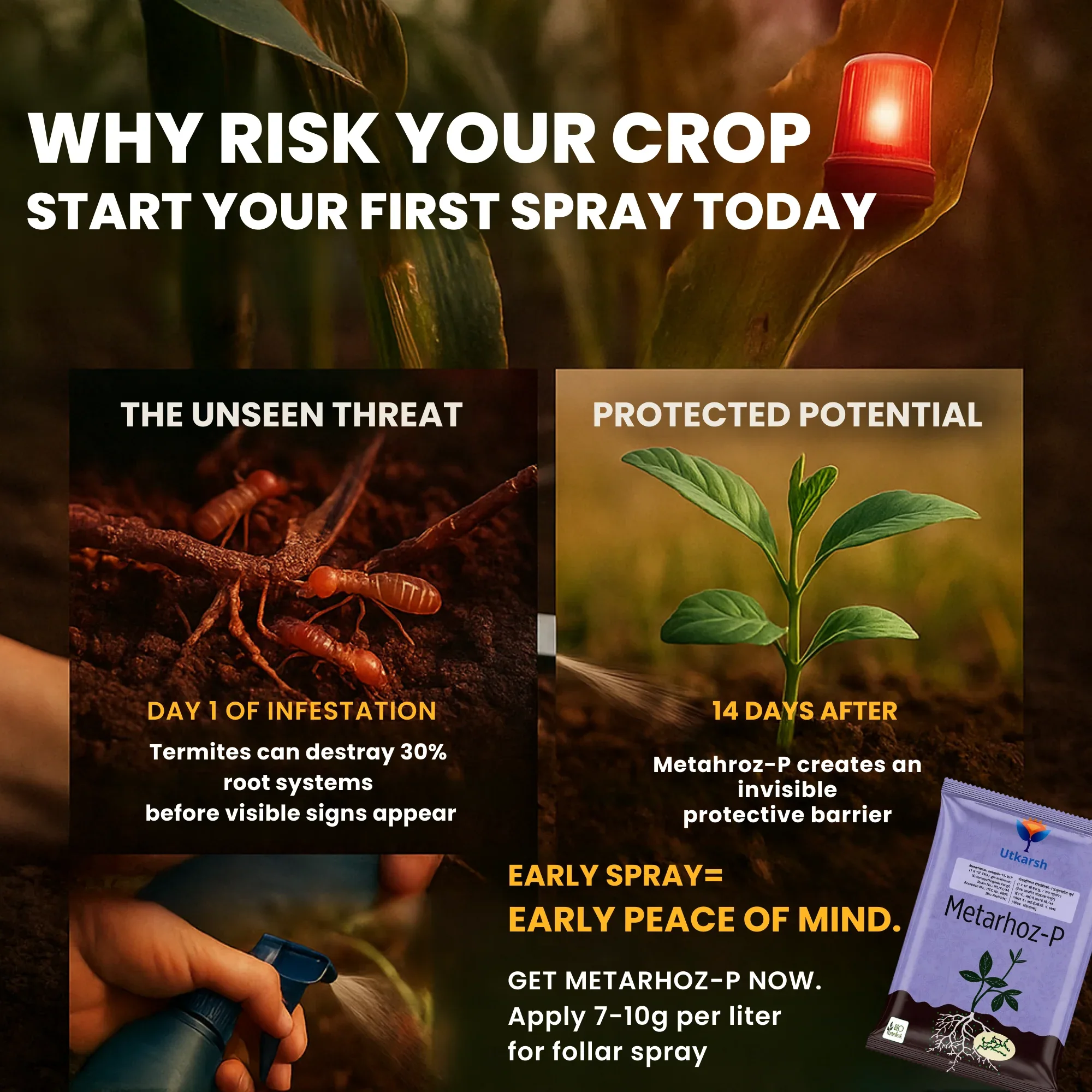 Metarhizium Anisopliae 1% W.P. 1 x 10^8 CFU/gm min. Bio Insecticides for Plants, Crops and Home Gardening - Metarhoz-P - Image 6