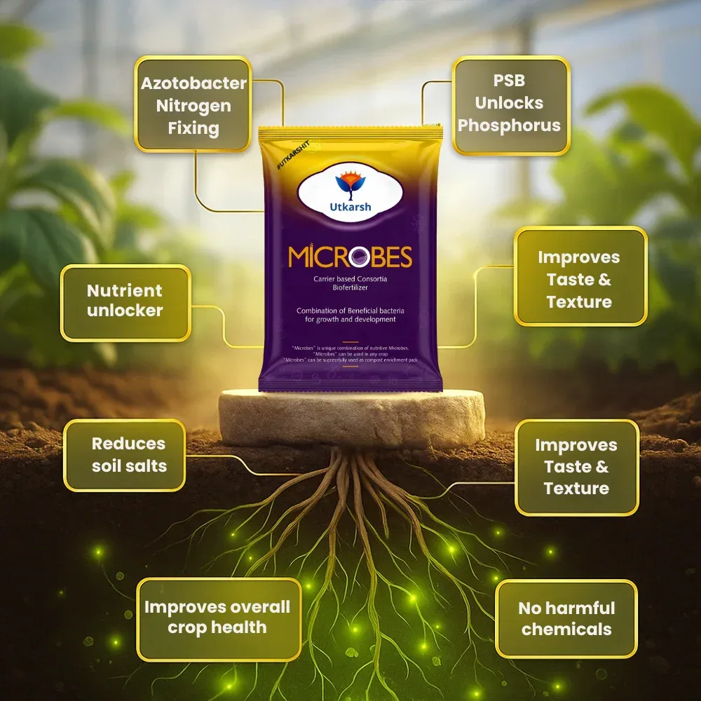 Microbes (Consortia - Azotobacter, Acetobacter, Rhizobium, Phosphorus Solubilizing Bacteria PSB, Potassium Mobilizing Bacteria KMB) - Image 5
