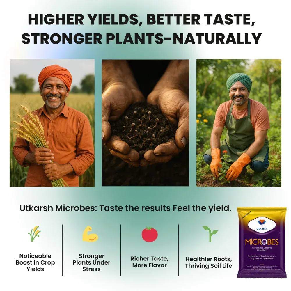 Microbes (Consortia - Azotobacter, Acetobacter, Rhizobium, Phosphorus Solubilizing Bacteria PSB, Potassium Mobilizing Bacteria KMB) - Image 6