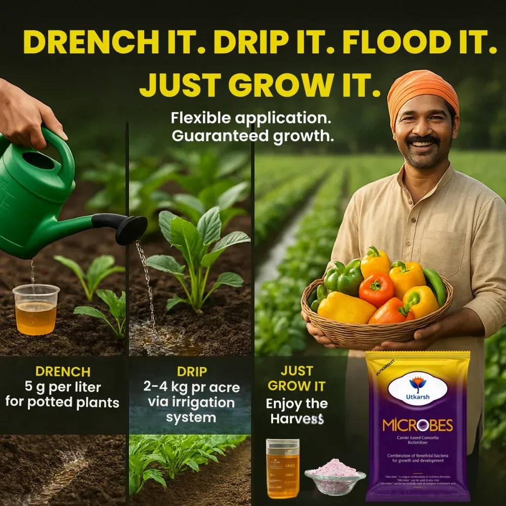 Microbes (Consortia - Azotobacter, Acetobacter, Rhizobium, Phosphorus Solubilizing Bacteria PSB, Potassium Mobilizing Bacteria KMB) - Image 7