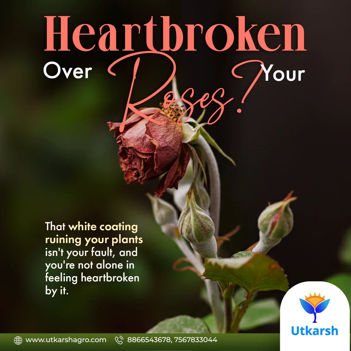 MildewNil - Plant Extract-Based Natural Fungicide - Image 3