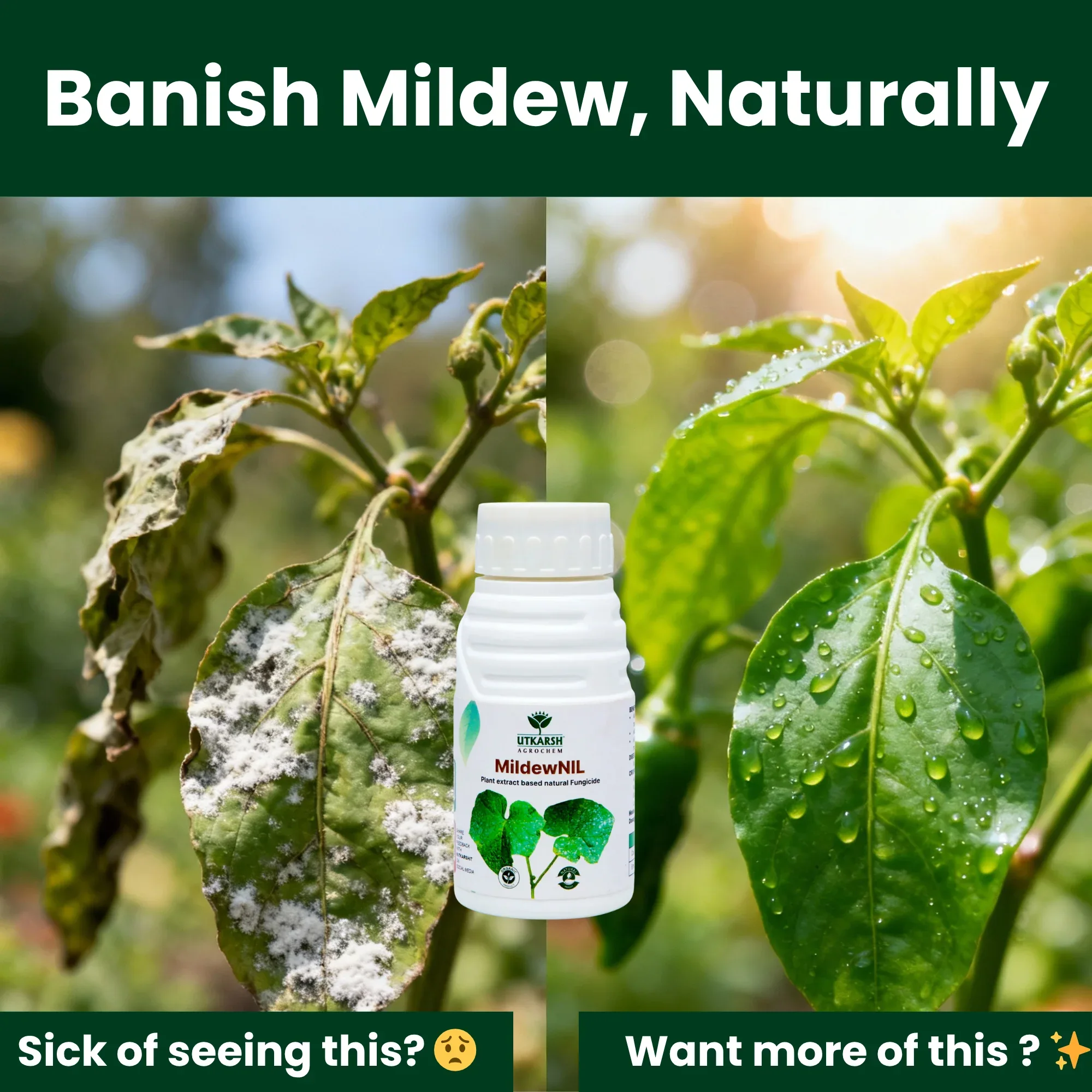 MildewNil - Plant Extract-Based Natural Fungicide - Image 5