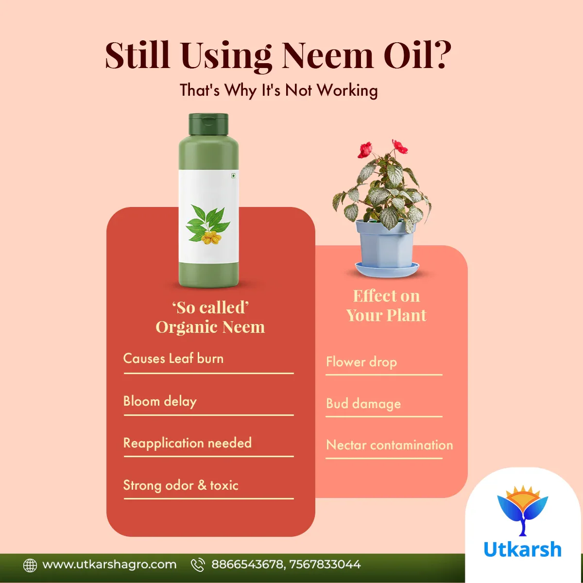 MildewNil - Plant Extract-Based Natural Fungicide - Image 6