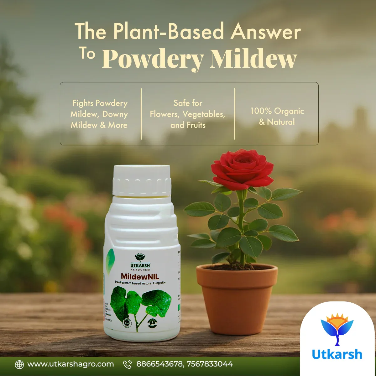 MildewNil - Plant Extract-Based Natural Fungicide - Image 7