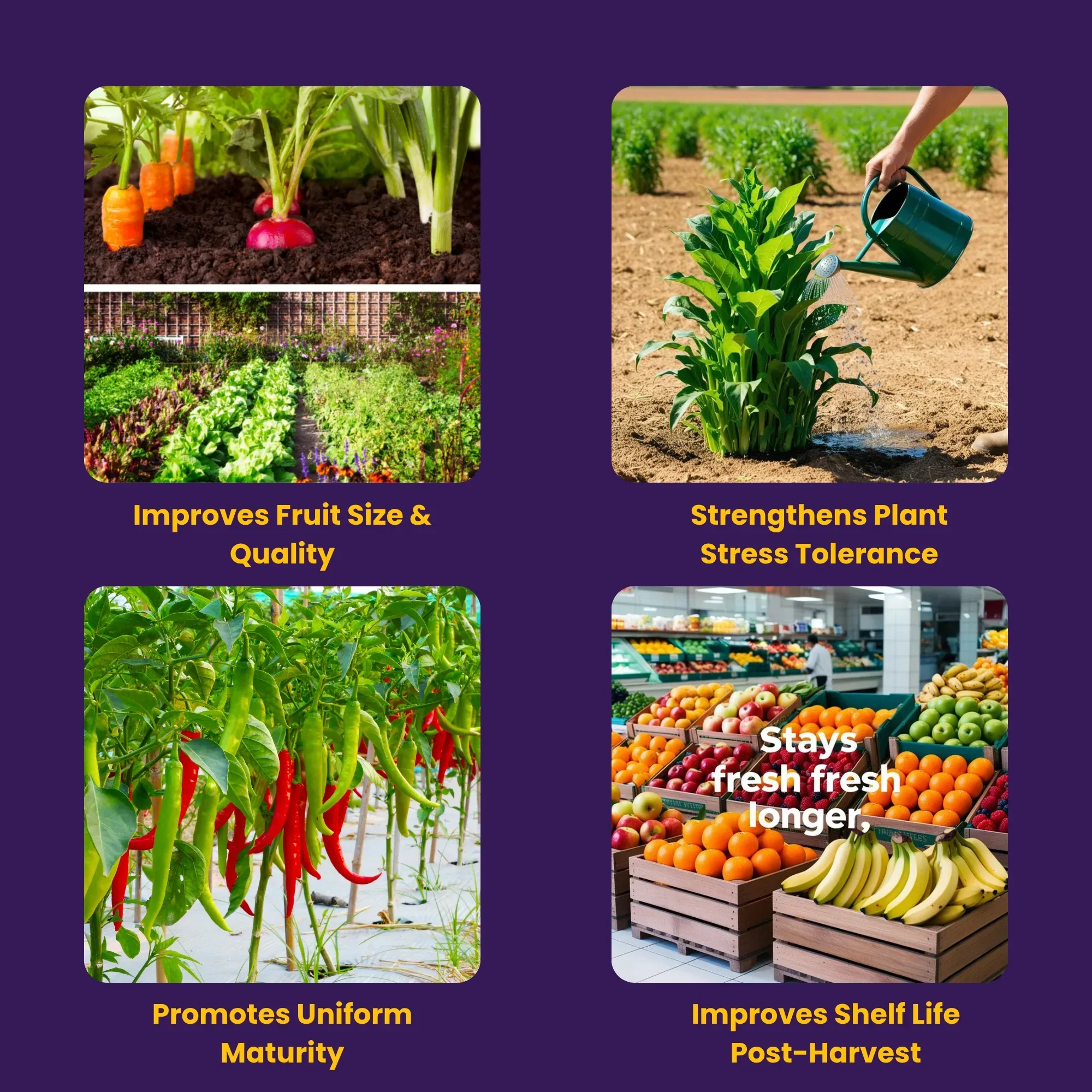 NOP 13 00 45 - Potassium Nitrate, NPK Fertilizers for Plants Growth & Healthy Home Garden | 100% Water Soluble Powder, Growth Boost for Fruits and Flowers - Image 3