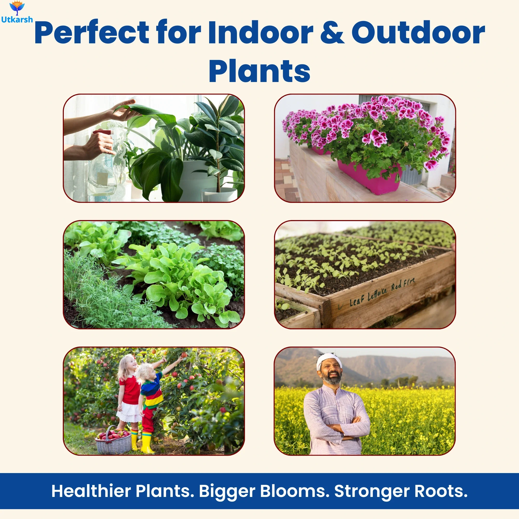 NPK 19 19 19 Fertilizer for Plants Growth | 100% Water Soluble | Complete Plant Food for Home Garden, Boosts Plant Health and Flowering - Image 9