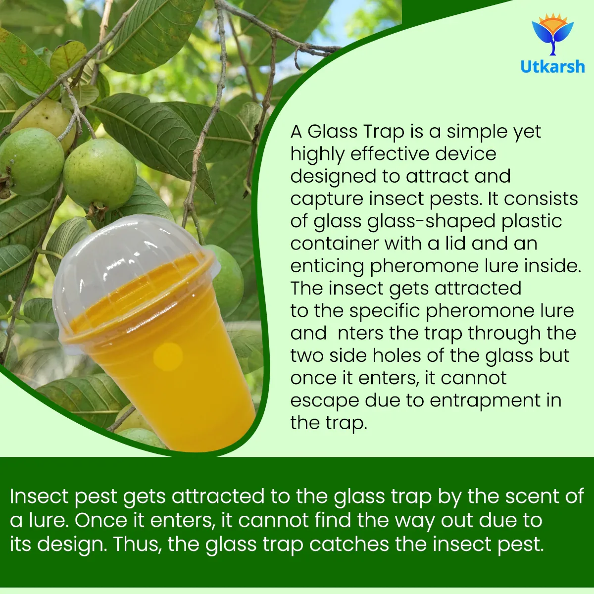 ME Fruit Fly (Oriental) Lure with Eco or Glass Trap - Image 4