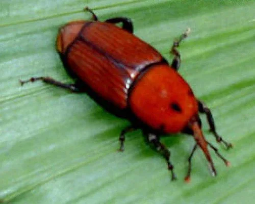 Utkarsh Palm (Bucket) Trap - Image 6