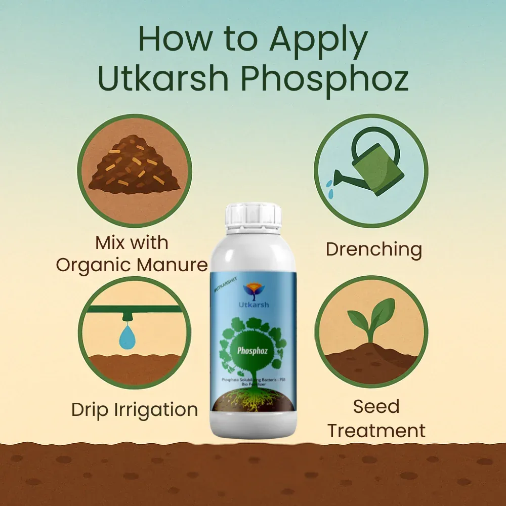Phosphate Solubilizing Bacteria - PSB, Liquid Bio Fertilizer for Plants Growth, Nutrition, Develops Roots, Increases Flowering & Fruits, Crops | Phosphoz - Image 3
