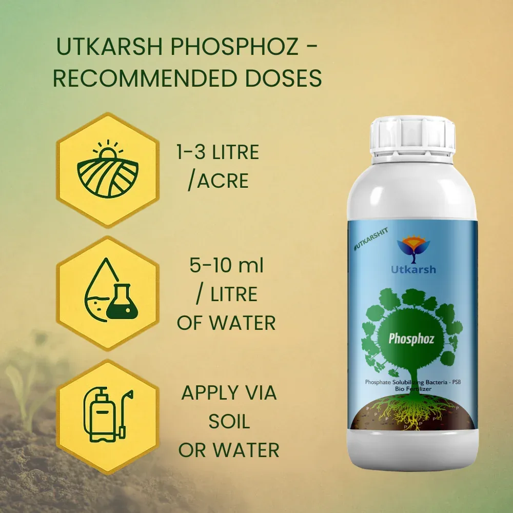Phosphate Solubilizing Bacteria - PSB, Liquid Bio Fertilizer for Plants Growth, Nutrition, Develops Roots, Increases Flowering & Fruits, Crops | Phosphoz - Image 4