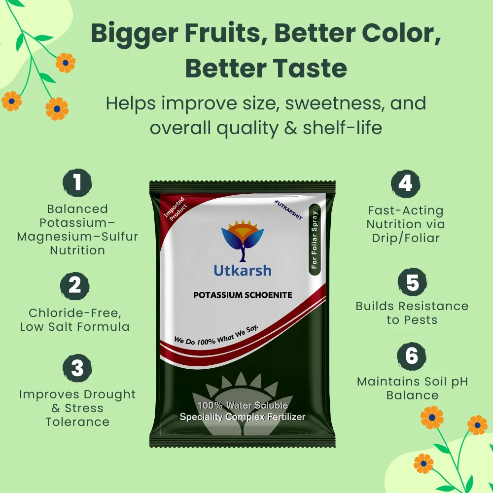 Potassium Schoenite, NPK 00 00 23 Fertilizers for Plants Growth & Home Garden | 100% Water Soluble Powder, Supplement for Fruits & Crops Yields - Image 3