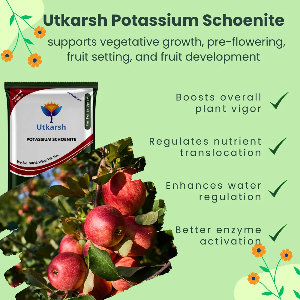 Potassium Schoenite, NPK 00 00 23 Fertilizers for Plants Growth & Home Garden | 100% Water Soluble Powder, Supplement for Fruits & Crops Yields - Image 4