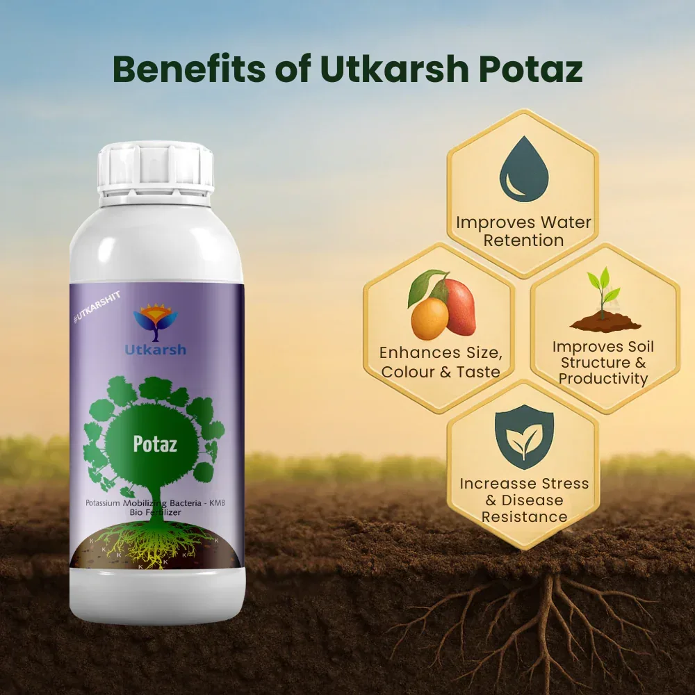 Potassium Solubilizing Bacteria - KSB, Liquid Bio Fertilizer for Plants Growth, Enhances Water Retention and Size, Colour, Quality & Yield of Fruits, Crops | Potaz - Image 3