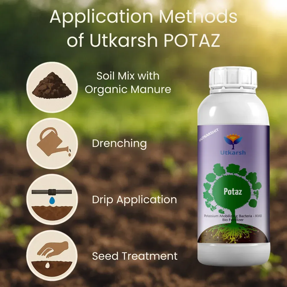 Potassium Solubilizing Bacteria - KSB, Liquid Bio Fertilizer for Plants Growth, Enhances Water Retention and Size, Colour, Quality & Yield of Fruits, Crops | Potaz - Image 4