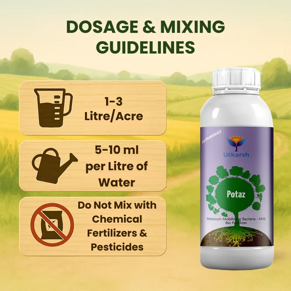 Potassium Solubilizing Bacteria - KSB, Liquid Bio Fertilizer for Plants Growth, Enhances Water Retention and Size, Colour, Quality & Yield of Fruits, Crops | Potaz - Image 5