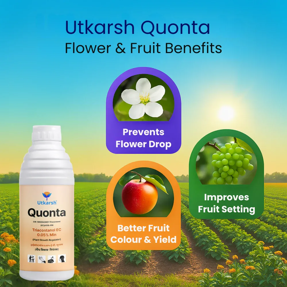 Quonta (Triacontanol 0.05% EC) | Plant Growth Regulator - Image 4