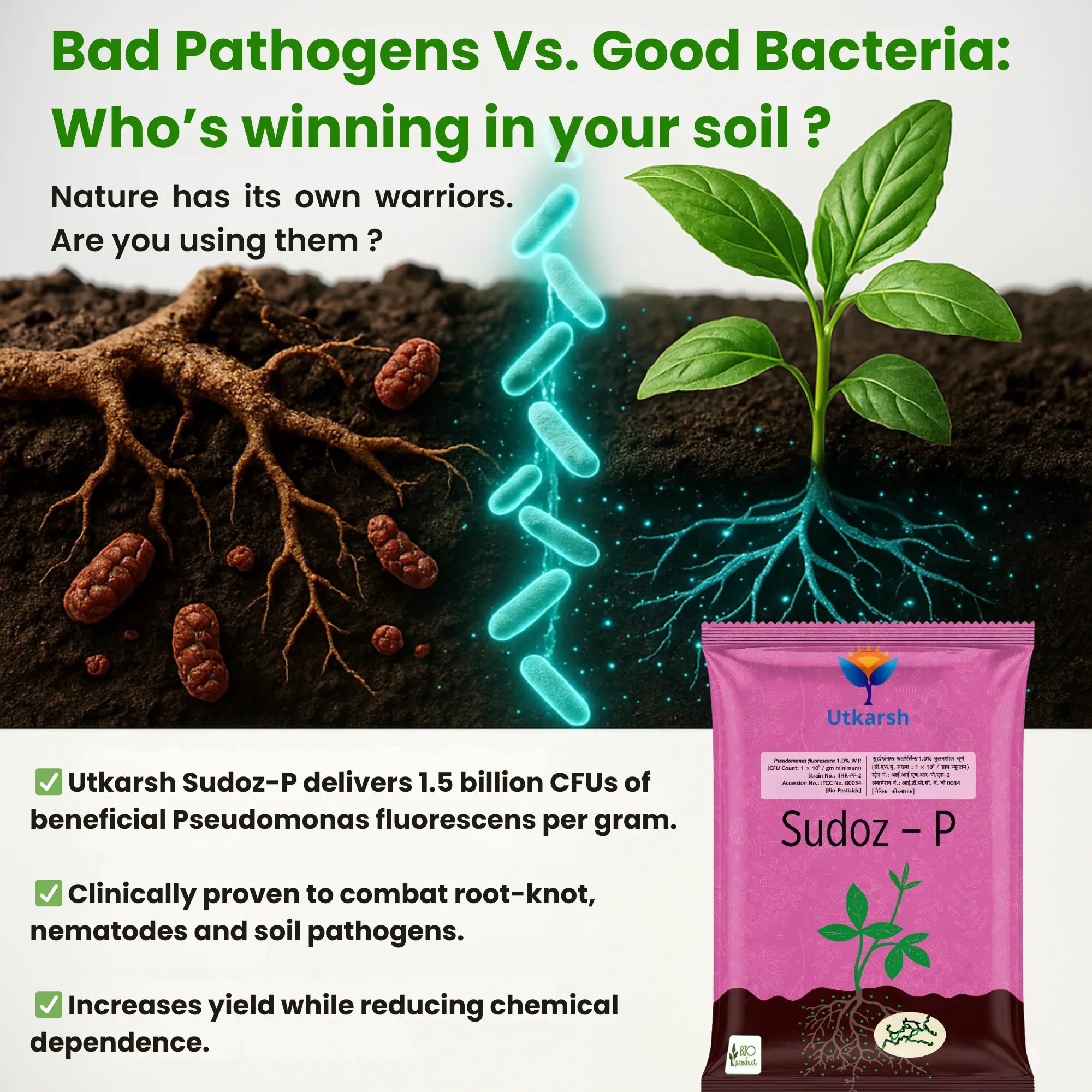 Pseudomonas Fluorescens 1.0% W.P. CFU Count: 1 x 10^8 / gm. min. Bio Fungicides for Plants, Crops and Home Gardening - Sudoz-P - Image 3