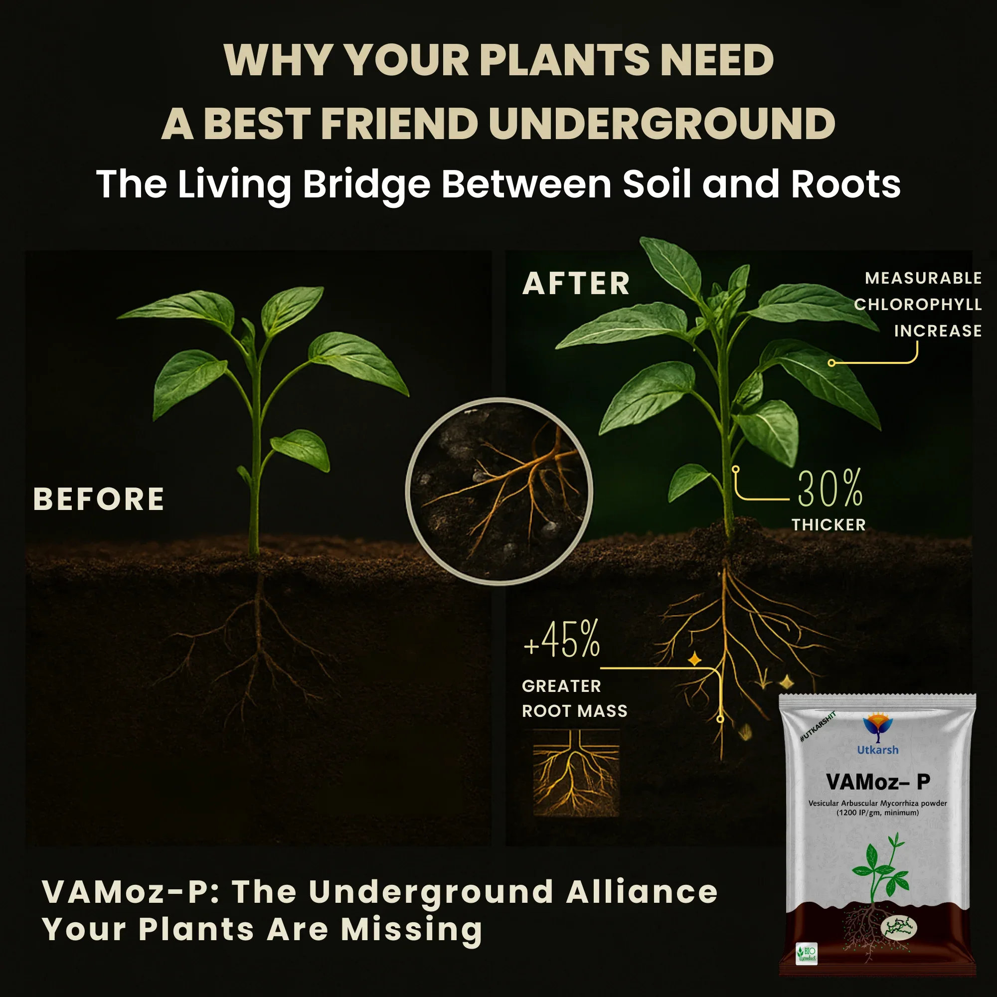 Mycorrhiza with 100 IP/gm, Bio Fertilizers for Healthy Plants, Vigorous Stem Girth, Enhances Nutrient Absorption, Water Uptake & Soil Aeration | VAMoz-P - Image 4
