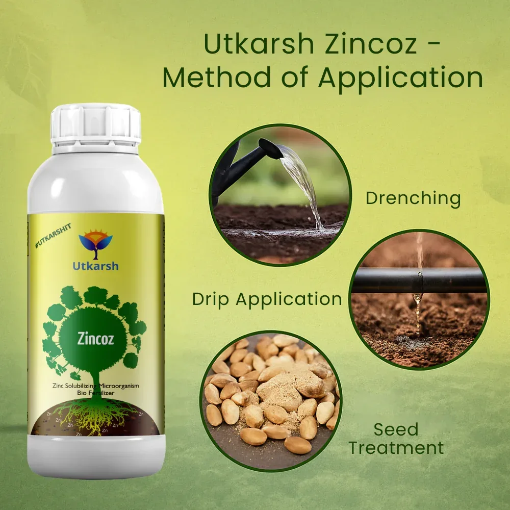 Zinc Solubilizing Microbes, Liquid Bio Fertilizer for Plants Growth, Increases Leaf Size & Promotes Healthy Green Foliage of Plants & Internode Length | Zincoz - Image 3