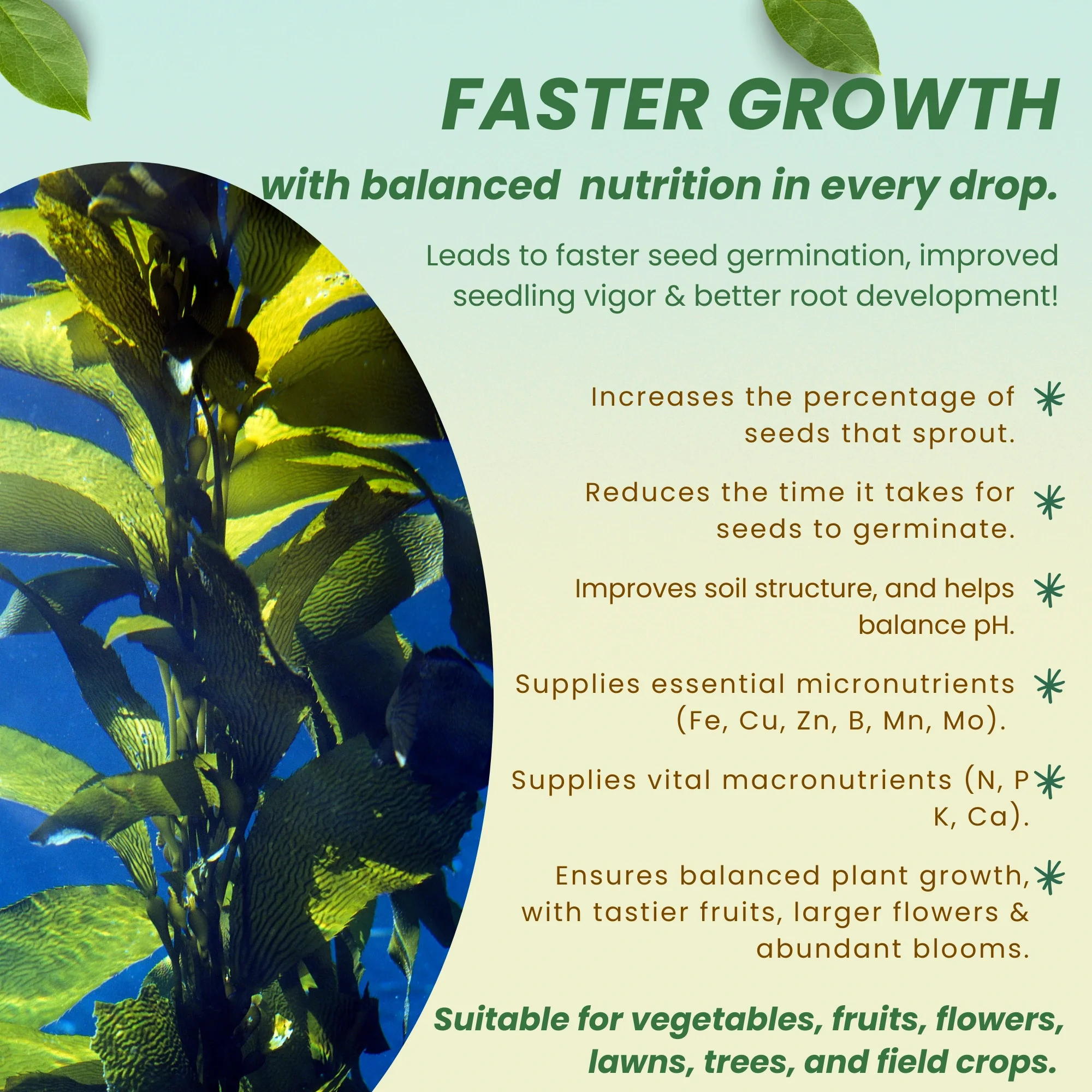 Liquid Seaweed Extract | Organic Plant Growth Promoter for Healthy Plants | Enhances Flowering & Improves Fruit Set | Biostimulant For Home Garden - Zymoz - Image 6